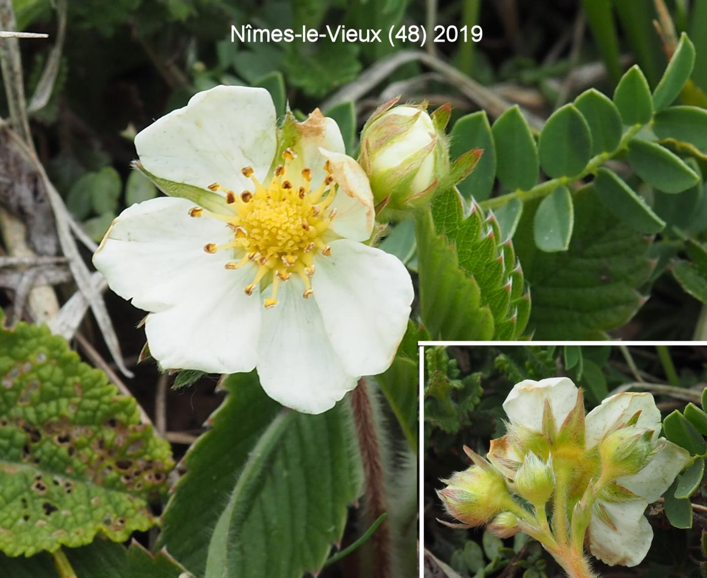 Strawberry, Green flower